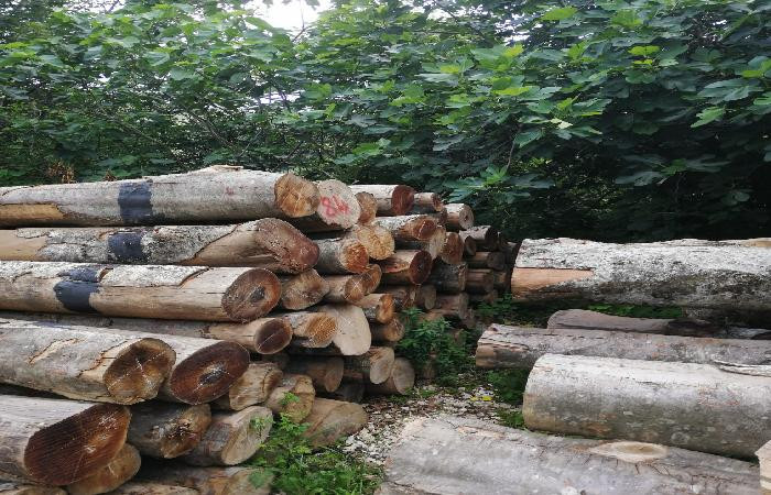 Akçakoca'da orman ürünleri ihaleyle satılacak