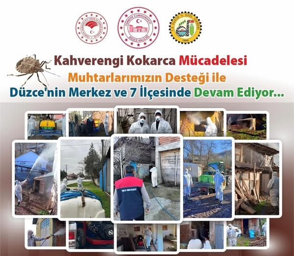 Düzce’de Kahverengi Kokarca ile Etkin Mücadele Devam Ediyor!