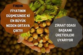 FINDIK Fiyatının Düşmesinde ki En Büyük Neden Ortaya Çıktı!!