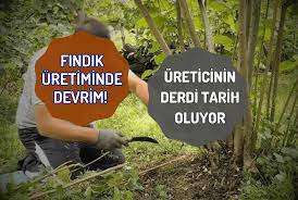 Fındık Üretiminde Devrim