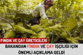 FINDIK ve ÇAY İşçiliği İçin Önemli Açıklama Geldi