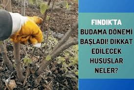 FINDIK'ta Budama Dönemi Başladı!