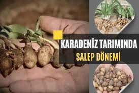 Karadeniz Tarımında SALEP Dönemi