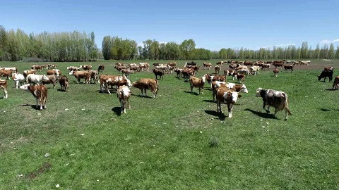 Kırsalda Bereket, Hayvancılığa Destek Projesi Başlıyor.