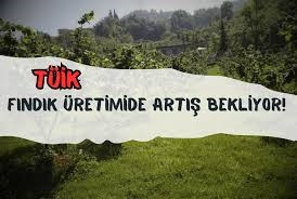 TÜİK Fındık Üretiminde Artış Bekliyor!