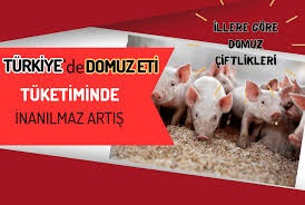 Türkiye de Domuz Çiftliklerinin Bulunduğu İller Açıklandı